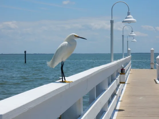 Snowy egret on a pier in Southwest Florida